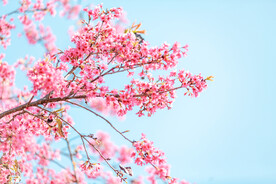 蓝天樱花春天花公园开花