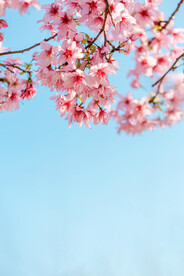樱花春天花朵公园赏花