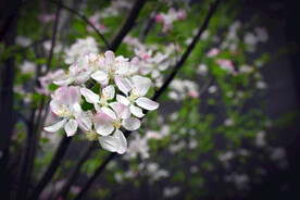春天桃花