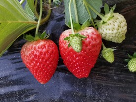 草莓摄影