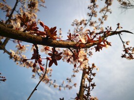 春日