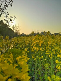 油菜花