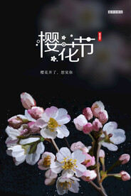 樱花节  春暖花开 春季海报 