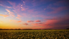 油菜花田景色