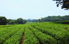 茶园摄影素材