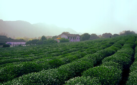 茶园摄影素材