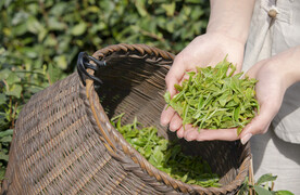 茶园姑娘手捧新茶手部特写