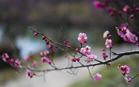 唯美红梅花开