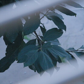 绿植绿叶植物