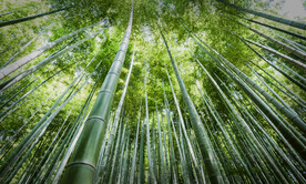竹林仰拍