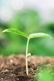 发芽白天种植芽苗户外