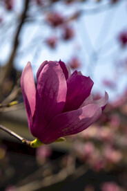 春分清明时节紫色玉兰花