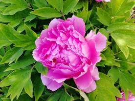牡丹花