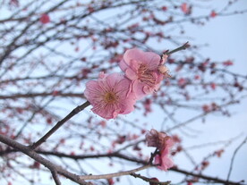 春天的花