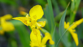春雨过后的黄色花朵特写