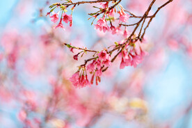 广州樱花春天花公园开花