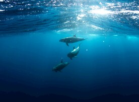蓝色海洋 海豚高清图