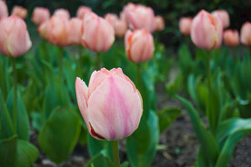 植物花朵粉色郁金香