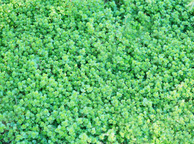 春季绿色小草摄影图