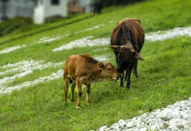 黄牛山坡摄影图配图