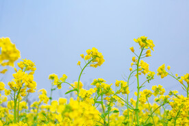 油菜花春天油菜花田