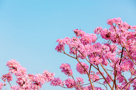 紫风铃花春季花生态园