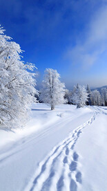 雪地风景