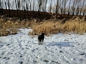 雪地里的芦苇