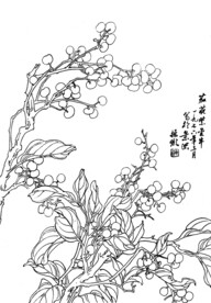 茄花紫金牛