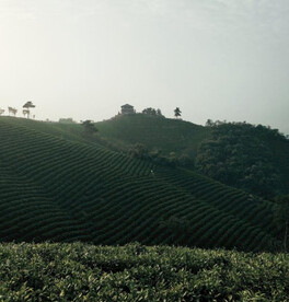河南信阳茶山
