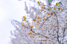 春天花卉下午樱花户外公园