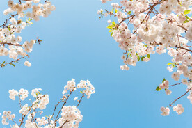 美丽花春天樱花公园开花摄影图