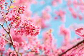 樱花春天花公园开花摄影图