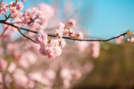 粉色樱花春天花公园赏花