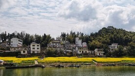 婺源 油菜花 春天 黄色 山 