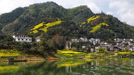 婺源 油菜花 春天 黄色 山 