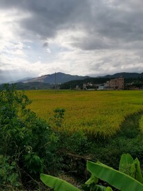 农村田园 水稻 丰收