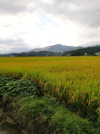 丰收水田