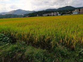 水田风光