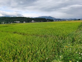 美丽的田园