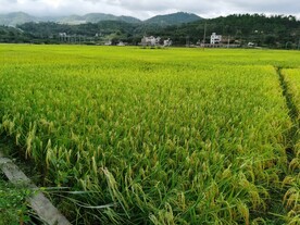 丰收水稻