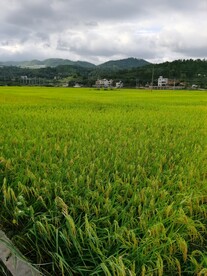 南方水稻田