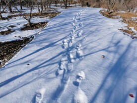 雪道的足迹
