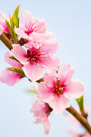 桃花摄影