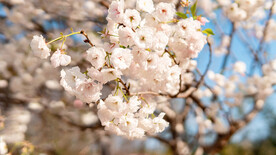 樱花春天花公园花开摄影图