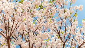 白色樱花春天花瓣公园