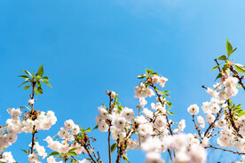 樱花春天花朵公园春暖花开