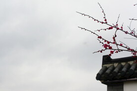 梅花 