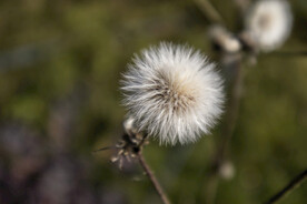 蒲公英