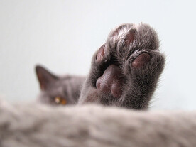 猫爪